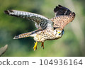 Flying Kestrel Falconidae Falconidae 104936164