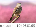Kestrel heralding spring, Peregrine Falconidae 104936165