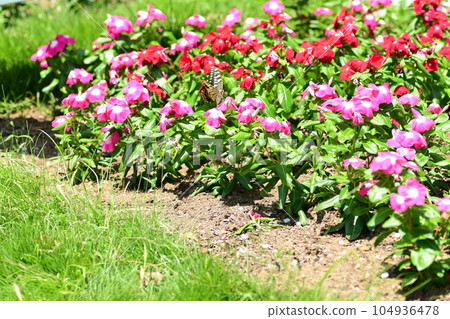 Papilio machaon sucking nectar from Catharanthus roseus 104936478