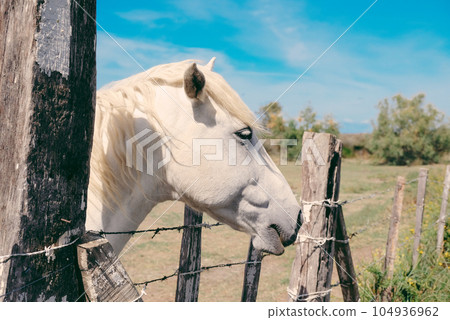 The Camargue horse grazing in the Camargue area in southern France. 104936962