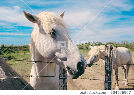 The Camargue horse grazing in the Camargue area in southern France. The Camargue horse grazing in the Camargue area in southern France. 104936967