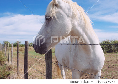 The Camargue horse grazing in the Camargue area in southern France. 104936978