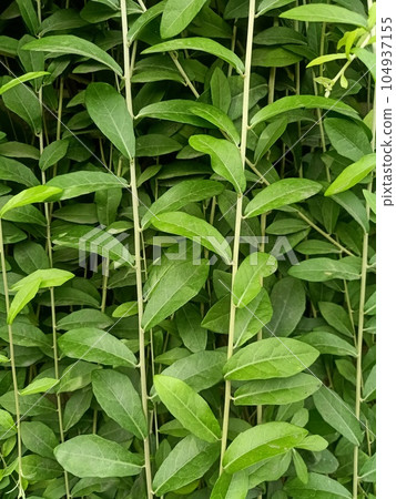 Close up of curtain creeper plant - Stock Photo [104937155] - PIXTA
