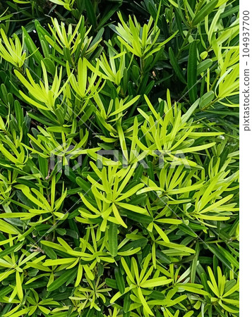Buddhist pine plant green leaves texture background  104937700