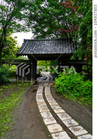 町田市藥師門藥師池公園周圍的綠楓樹 町田市藥師門藥師池公園周圍的綠楓樹 104937803