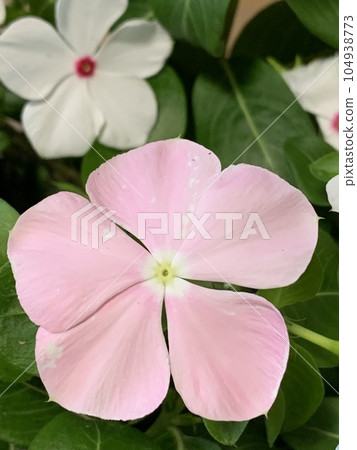 White Madagascar periwinkle Pink Madagascar periwinkle 104938773
