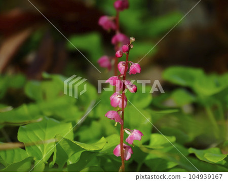 丹頂八草 丹頂八草 104939167