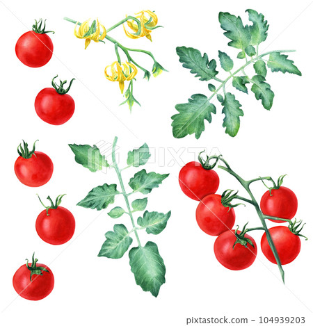 A set of cherry tomatoes, leaves and yellow... - Stock Illustration ...