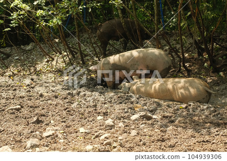 Pigs wallowing in the mud. Leogang, Salzburg, Austria Pigs wallowing in the mud. Leogang, Salzburg, Austria 104939306
