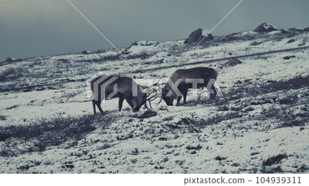 Two reindeer, rangifer tarandus, in Norway on a snow field Two reindeer, rangifer tarandus, in Norway on a snow field 104939311