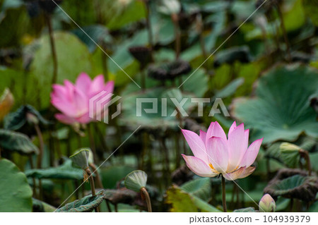 Lotus Lotus 104939379