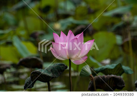 Lotus Lotus 104939380