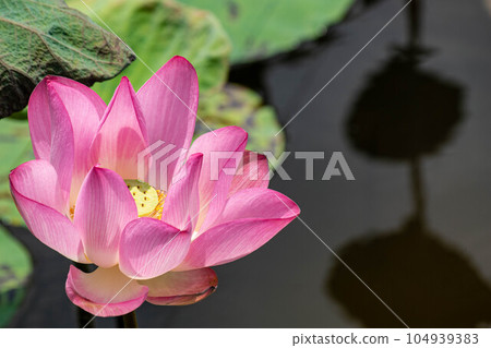 Lotus Lotus 104939383