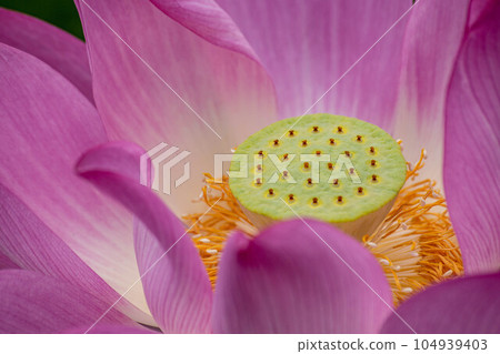  Lotus 104939403