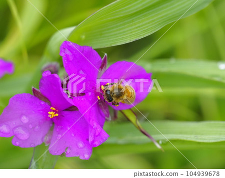 Tradescantia and bees Tradescantia and bees 104939678