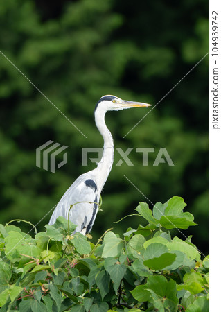 Gray heron 104939742