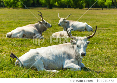 Hungarian gray cattle Hungarian gray cattle 104940278