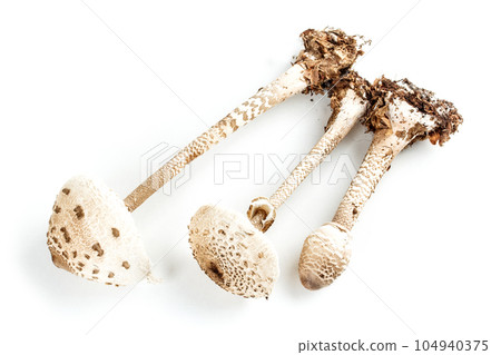 Parasol mushroom 104940375