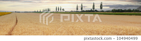 Linkedin banner with rural landscape barley field grass and cypress alley Linkedin banner with rural landscape barley field grass and cypress alley 104940499