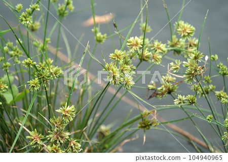 Cyperus buddies Cyperus buddies 104940965