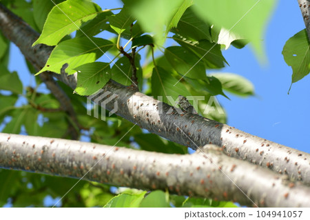 Nii Nii Zemi Ofuna Flower Center Nii Nii Zemi Ofuna Flower Center 104941057