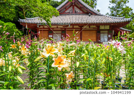 【奈良縣】大和郡山市松尾寺境內盛開的卡薩布蘭卡花（2023年7月3日拍攝） 104941199