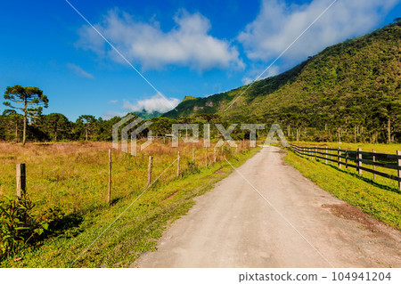 Road in countryside landscape with araucaria tree in Santa Catarina, Brazil. 104941204