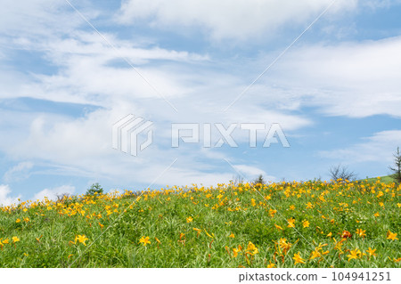[Nagano Prefecture] Blue sky and day lilies in full bloom (July) 104941251