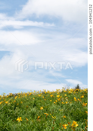 [Nagano Prefecture] Blue sky and day lilies in full bloom (July) 104941252