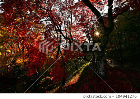 Joshoji temple in autumn 104941276