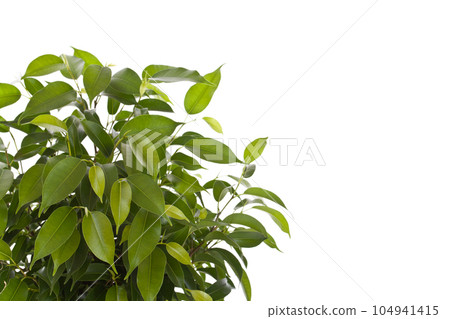 Small tree Small tree 104941415