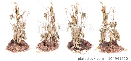 Withered plant 104941420