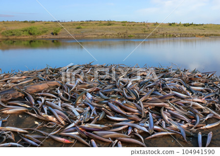 Fish. Fishes. Bank of fish in the sea and fish killed by climate change. The Mediterranean increases in temperature and salinity in all its depth ranges. School of fish. Fish. Fishes. Bank of fish in the sea and fish killed by climate change. The Mediterranean increases in temperature and salinity in all its depth ranges. School of fish. 104941590