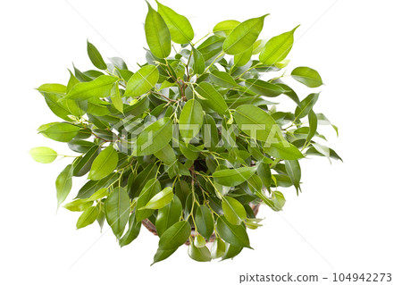 Small tree Small tree 104942273