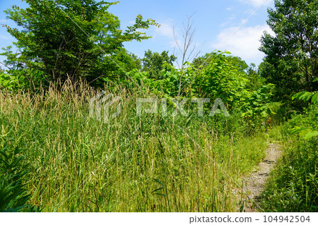 Walk through the bushes next to the Teine Yamaguchi locust mound. 104942504