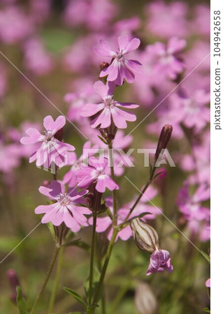 Red capion herb Red capion herb 104942658