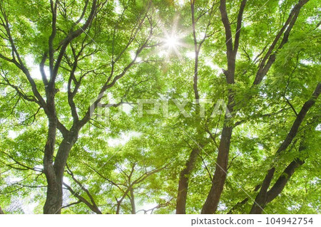 若葉紅葉太陽 若葉紅葉太陽 104942754
