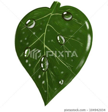 green leaf with water drop 104942834