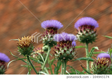 Purple cardoon flowers in close up Purple cardoon flowers in close up 104943174