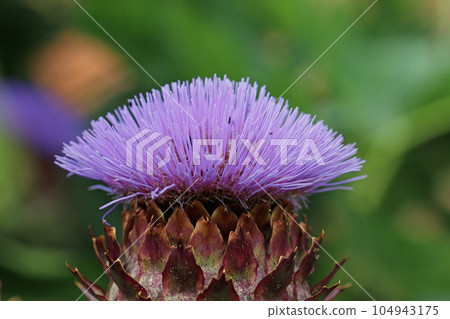 Purple cardoon flower in close up 104943175