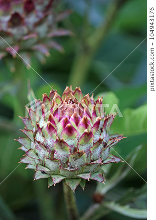 Purple cardoon flower bud in close up Purple cardoon flower bud in close up 104943176