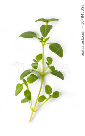 Fresh thyme spice 104943356