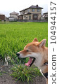 Yawn of Shiba Inu 104944157