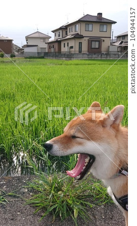 Yawn of Shiba Inu 104944157