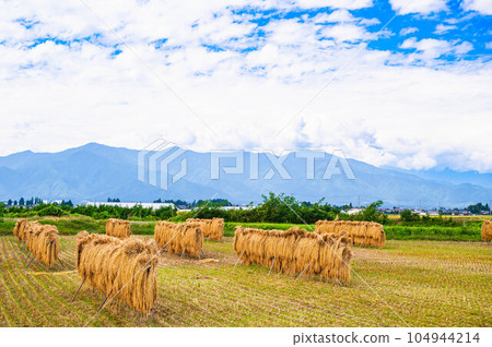 秋天稻草曬乾的風景 104944214