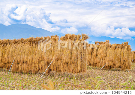 清爽的秋日天空和曬乾的稻米 104944215