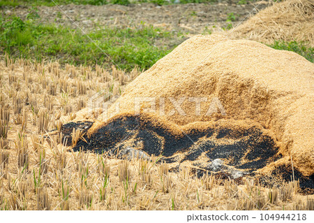 Rice husks roasted in the rice field 104944218