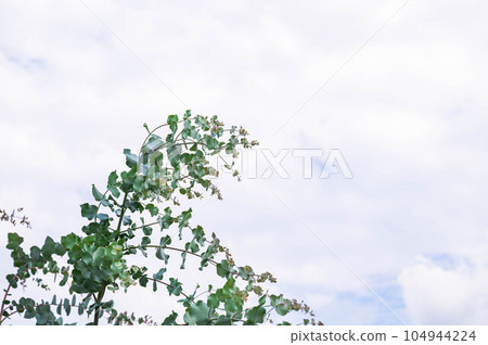 Summer sky and eucalyptus trees Summer sky and eucalyptus trees 104944224