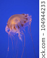 Aquarium jellyfish Aquarium jellyfish 104944233