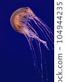 Aquarium jellyfish Aquarium jellyfish 104944235